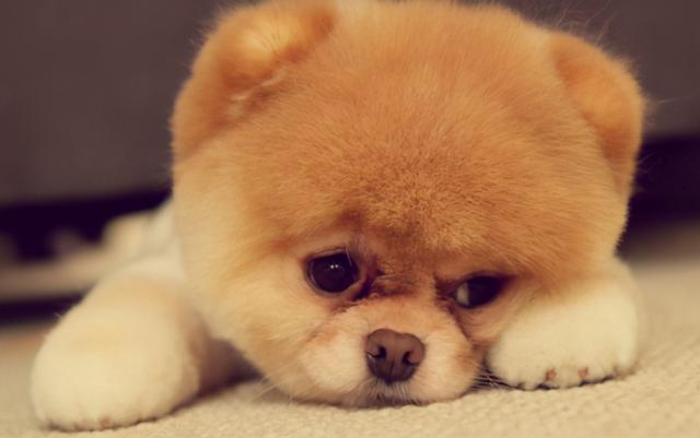 比熊犬智商相当于几岁，比熊智商相当于几岁（常见的7种狗狗的“寿命”）