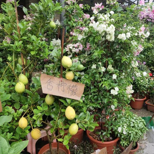 荷花最好看的品种是什么，这花最好看、最好养