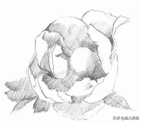 牡丹简笔画的画法，牡丹简笔画的画法图片大全（八步让你速成素描牡丹花）