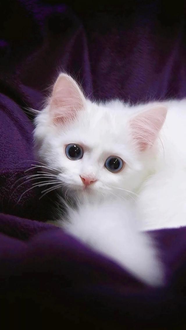 喜欢是心动 爱是心定.，微信头像，喜欢是心动 爱是心定.（头像，心动不是答案 心定才是）