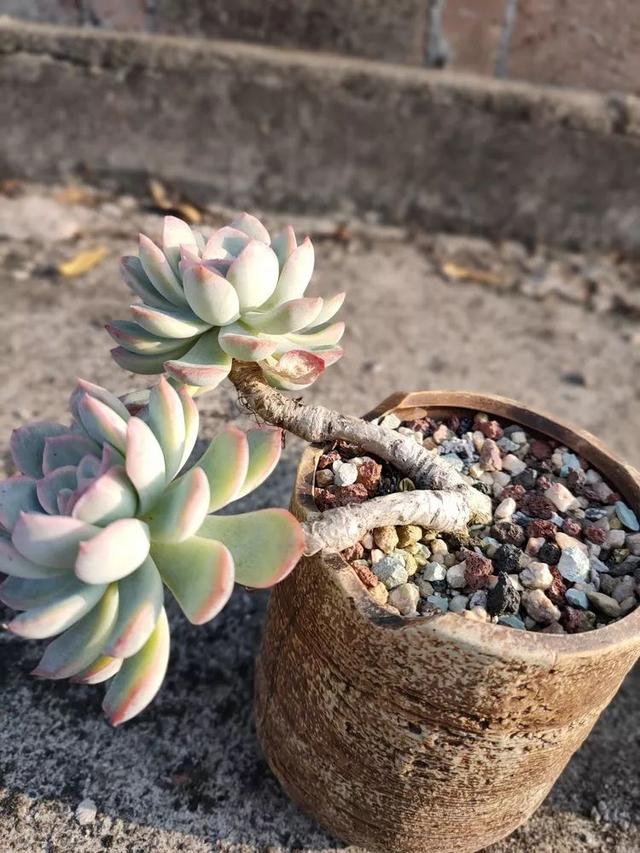 红唇多肉如何养，红唇多肉怎么养出多头（阳台党一样可以养出漂亮的多肉）