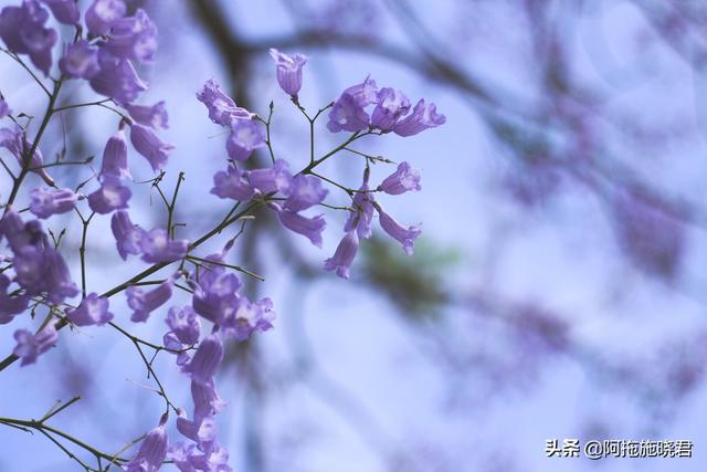 蓝花楹的花语是什么，蓝色花楹的花语（惊艳了初夏的那一抹紫）