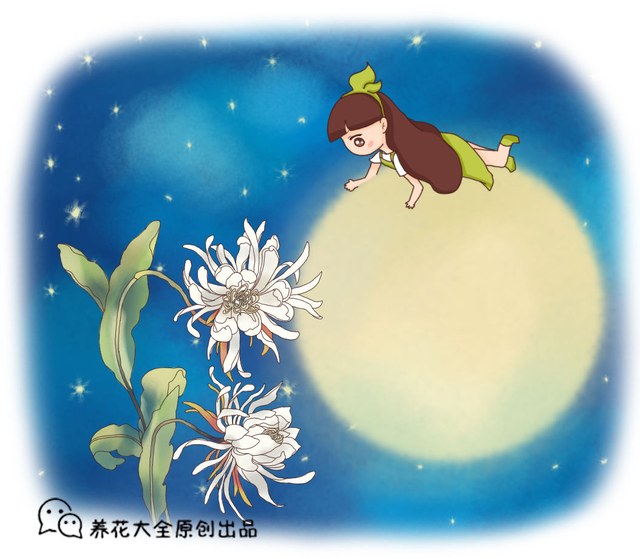 昙花的养殖方法，昙花怎么养护的方法（养护得好就能看到开放全过程）