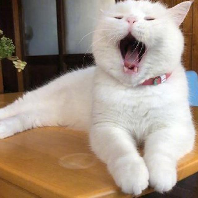 可爱傻屌头像微信，可爱傻屌头像（一些可爱又沙雕的头像）