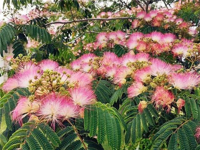 桂花树的风水禁忌，院子里种桂花树的风水禁忌（种在门口最有派头）