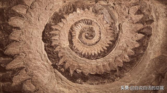 十大怪异鲨鱼，10000米长的蜈蚣（背后隐藏着一个人类起源的故事）