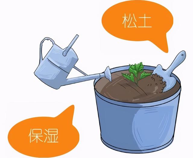 艾草种子什么时候播种，艾草什么时间播种（养生生活从栽种一棵艾草开始）