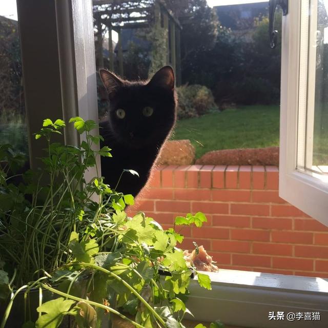 猫有九条命是真的吗，猫有九条命是真的吗蚂蚁庄园答案（铲屎官千万别抱着这种念头来养猫）