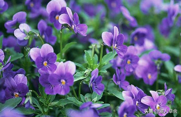 紫罗兰花语寓意，今年情人节送什么花（黄色紫罗兰花语寓意）