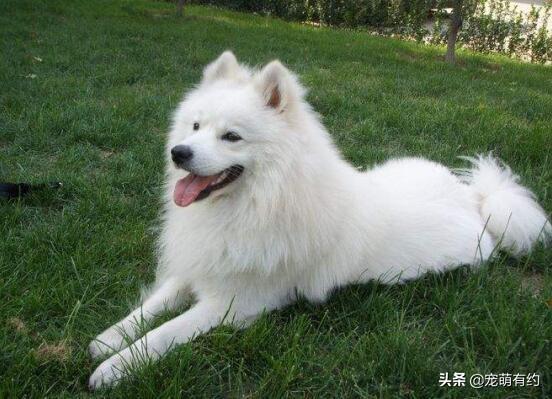 萨摩耶犬怎么训练，萨摩耶幼犬怎么训练（要想拥有一只乖巧听话萨摩耶犬）