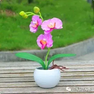 蝴蝶兰花语大全，各种颜色的蝴蝶兰花语
