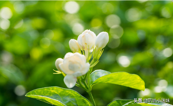 茉莉花花语是什么，茉莉花有什么特点（茉莉花的3个花语你知道吗）