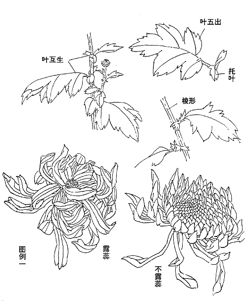 花的画法——菊花的画法，菊花是怎么画（菊花画法大全）