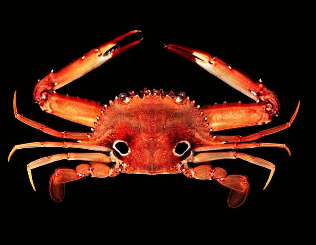 梭子是什么样的，梭子是啥玩意儿（生物相册•散落全世界的远亲）