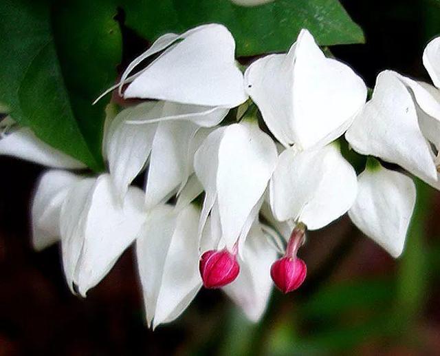 龙吐珠鱼，这花会吐小珠子（龙鱼吐珠的寓意）