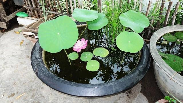 荷花缸里的蚊子幼虫怎么消灭，荷花盆里有小白虫怎么办（水养植物和土培植物滋生的害虫）