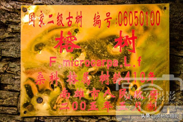 榕树的资料，小叶榕树图片（广东北部古树名木最多的县）