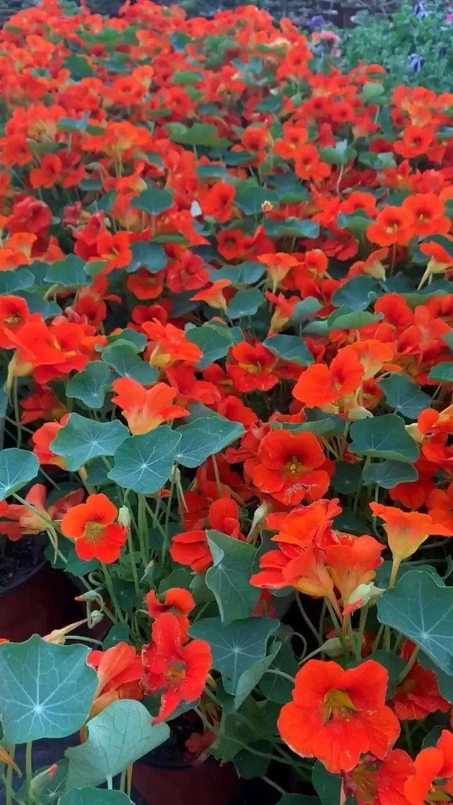 类似爬山虎的植物有哪些，除了爬山虎还有什么植物（7种超强繁育能力爬墙花）