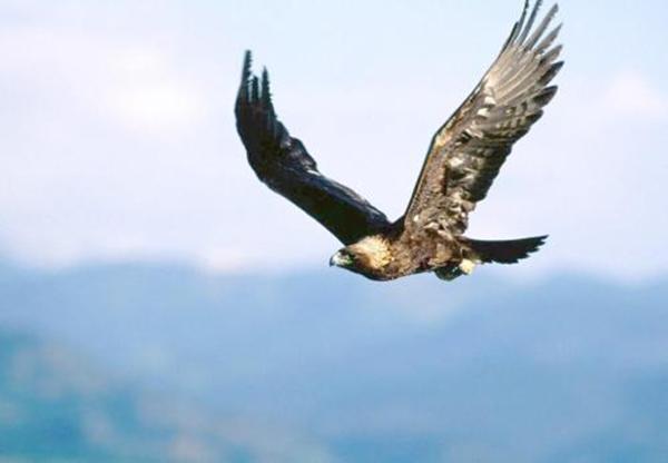 大鹏一日同风起，大鹏一日同风起扶摇直上九万里是什么意思（李白最适合青少年的一首诗）
