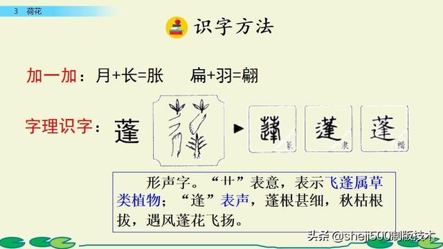 莲蓬的蓬是不是读轻声，莲蓬的蓬为什么读轻声（部编版语文三年级下册第3课《荷花》图文讲解）