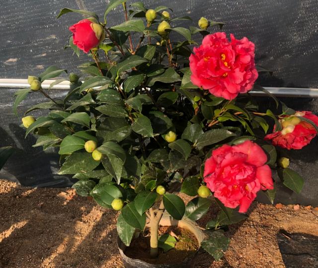 克瑞墨大牡丹茶花，纯正克瑞墨大牡丹茶花（养盆“克瑞墨牡丹”）