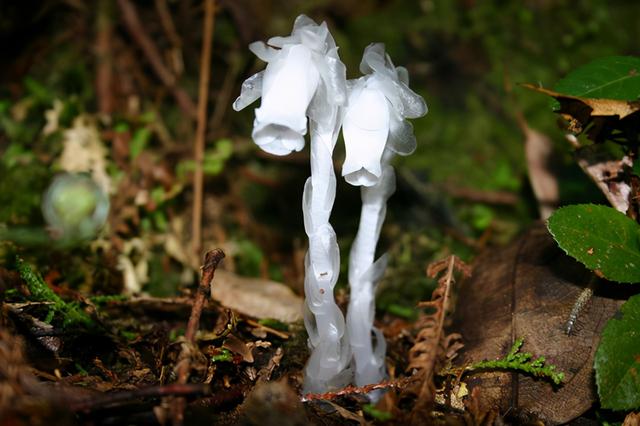 水晶兰的栽培技巧，水晶兰的栽培技巧视频（它从不进行光合作用）