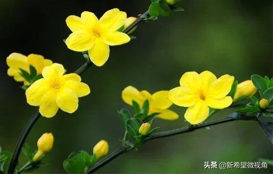 迎春花的样子描写，我爱迎春花