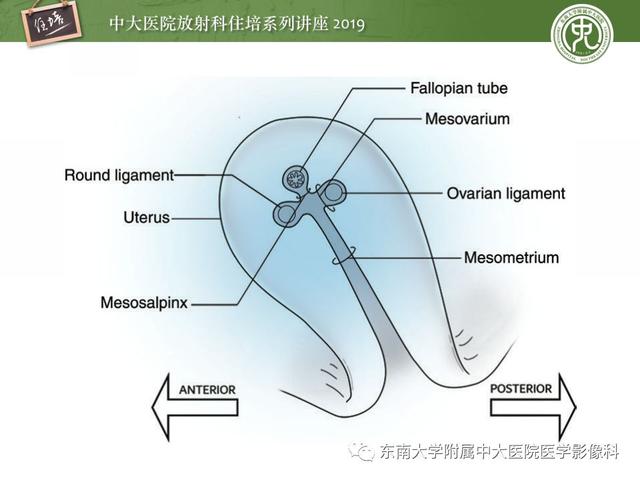 子宫颈影像解剖，子宫详细解剖及磁共振信号分析