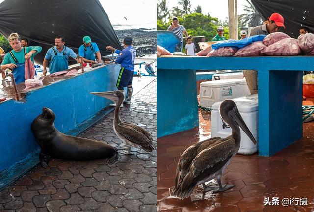 厄瓜多尔在哪里，厄尔多瓜具体在哪里（走进厄瓜多尔——世界上唯一以“赤道”命名的国家）