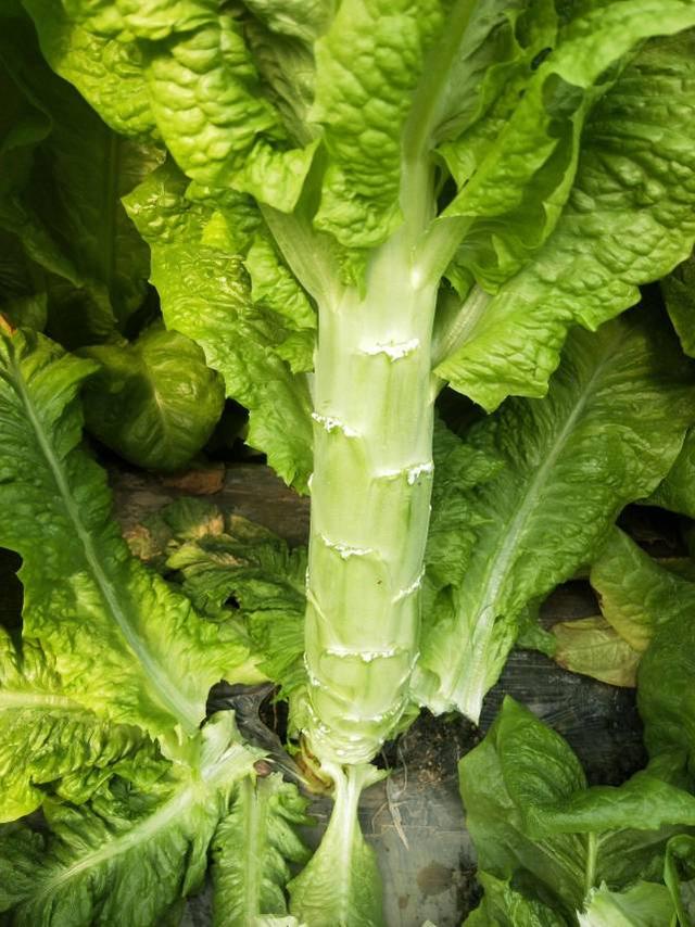 贡菜是什么菜图片，贡菜是什么菜（它与莴笋的区别在哪里）