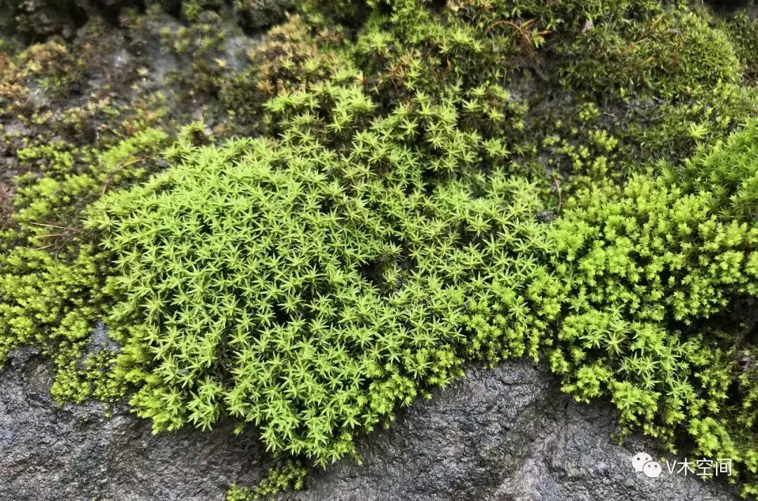 藓怎么组词，身边的苔藓植物——砂藓