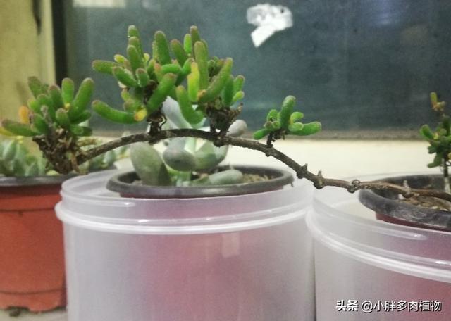 枝干番杏的简介-枝干番杏的养殖方法，枝干番杏的花期（<三>传说中的五平方枝干番杏）