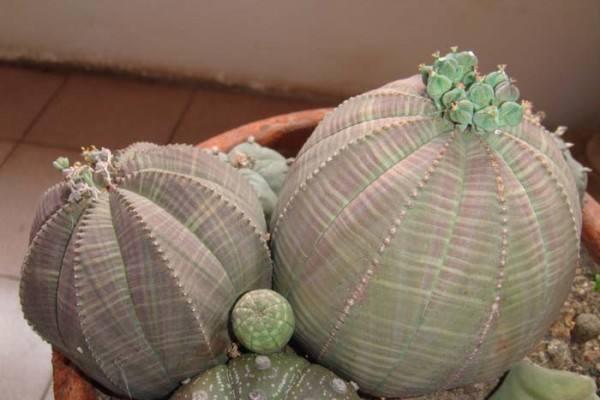 神奇的植物有哪些，世界上最神奇的植物（十种奇特的自然界植物）