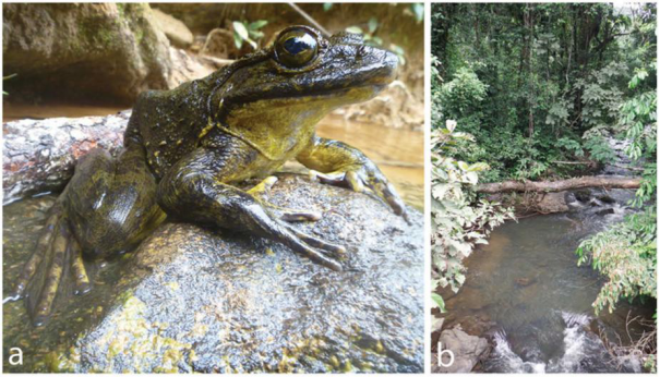 蛙类品种大全，蛙类品种大全有毒（地球上7238种青蛙和蟾蜍中）