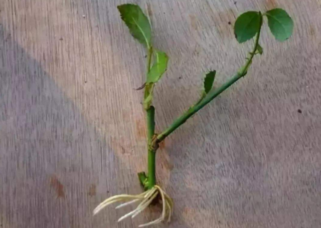 植物营养液配方，植物营养液的配置方法（将这8样\