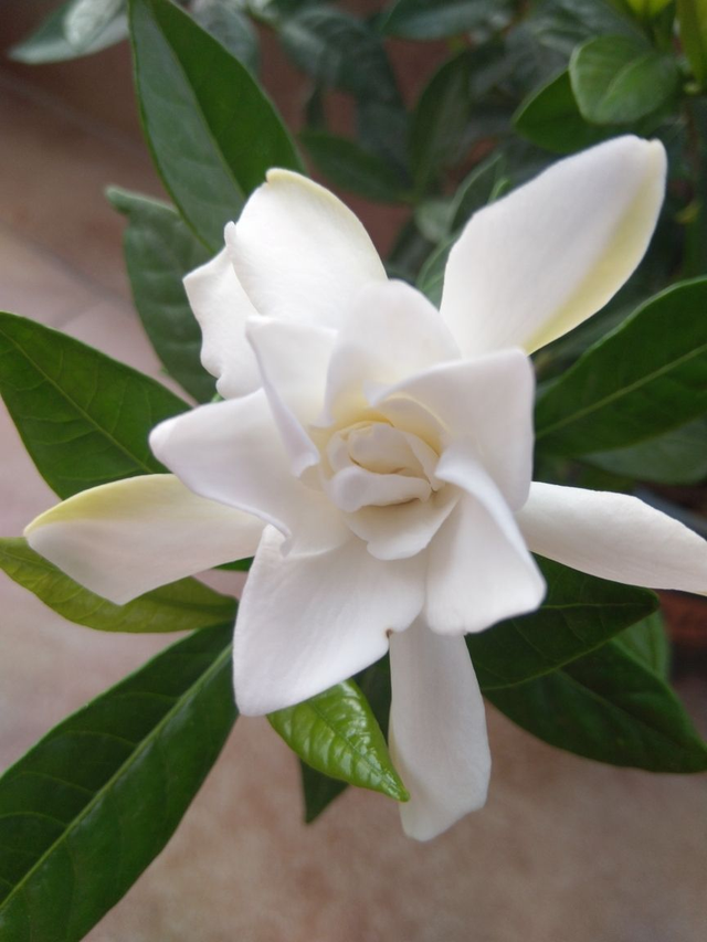 花的歌曲有哪些，描写花的歌曲有哪些（6种花是“活香水”）