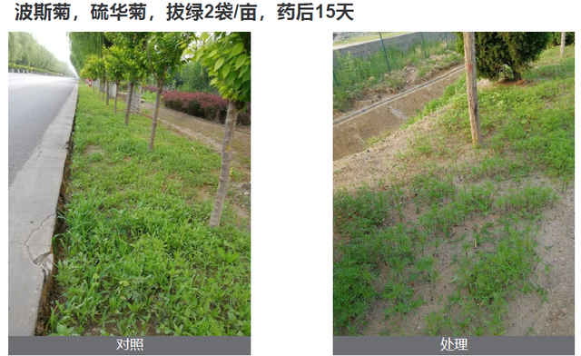 园林绿化杂草处理，园林除杂草，怎样省钱又省力