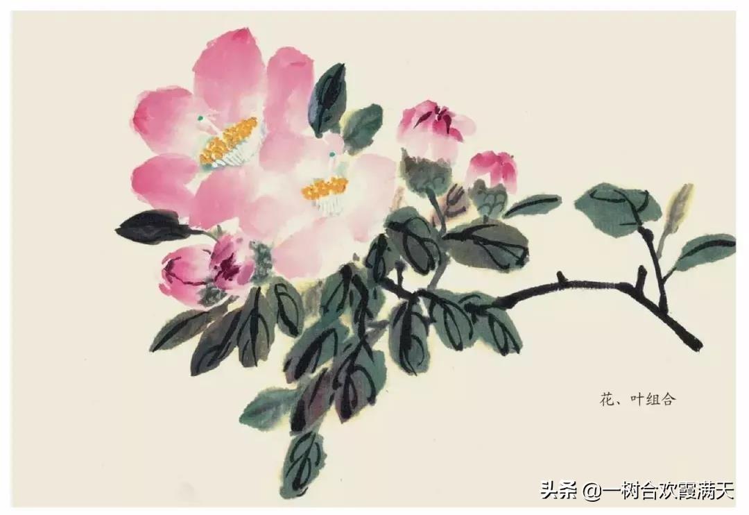 山茶花水粉画步骤，一步一步教我画山茶花水粉教程