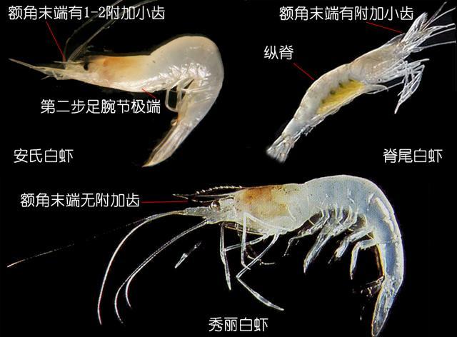 北极甜虾和普通虾的品种区别，如何鉴别对虾、罗氏虾、北极甜虾……一文解决“虾”认识
