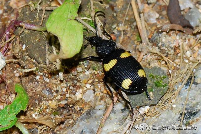 昆虫的主要特征，简述昆虫的主要形态特征（昆虫……你又了解多少呢）