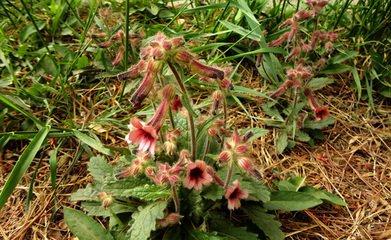 玄參科地黃屬多年生草本植物,高可達30釐米,根莖肉質,鮮時黃色,在栽培