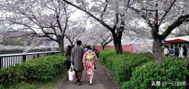 故乡的樱花开了，故乡的樱花开了出处是什么（岛民们，家乡的樱花开了）