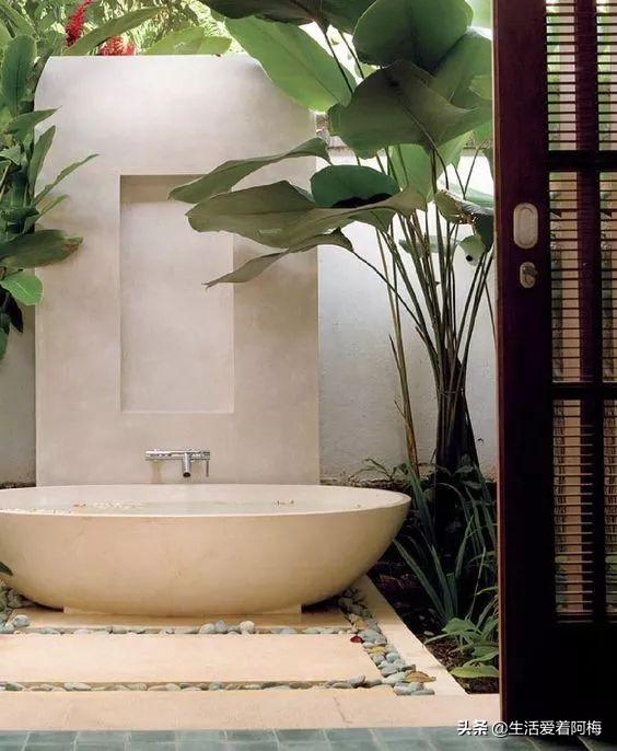 霸王芋，卫生间潮湿、发霉、不通风（霸王芋的养殖方法和注意事项）