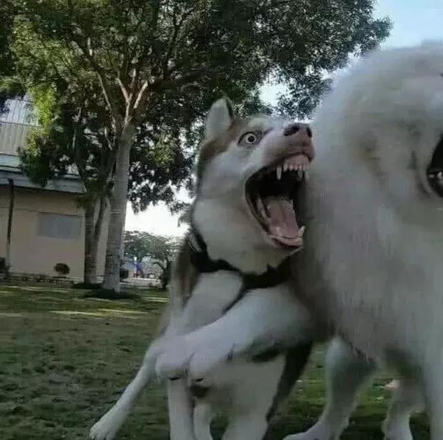 单身汪专用情头，微信头像，单身汪专用情头（超级甜的100张情侣头像拿好不谢）