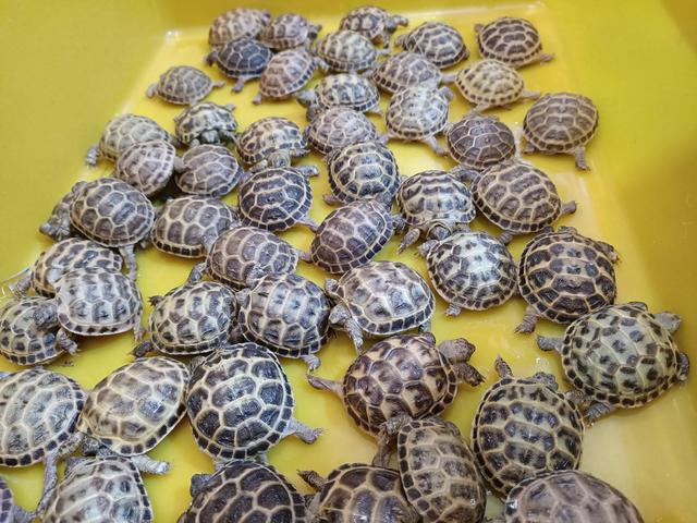 俄罗斯陆龟是什么龟，俄罗斯陆龟是什么龟类（又叫俄罗斯陆龟）