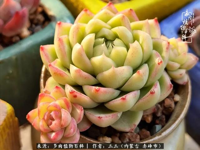 雪候鸟是什么意思，雪候鸟歌词表达什么意思（多肉于我从来不是锦上添花）