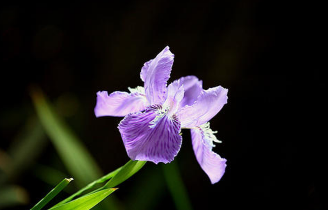 不同颜色鸢尾花的花语，不同颜色的花语你知多少