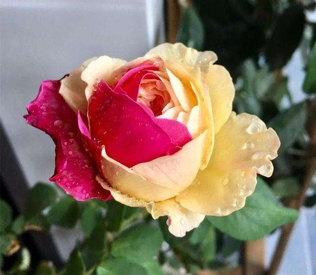 月季花图片,月月红月季花图片(100个月季品种)