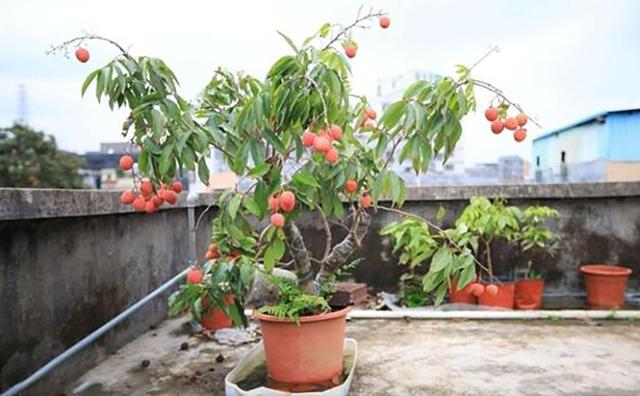 芒果核可以种吗，芒果核能种出来芒果吗（吃剩下的种子不要扔）