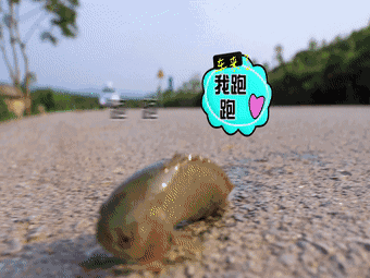 翻山越岭的动物是什么，翻山越岭打一生肖（“逆天狂徒”过山鲫）